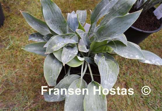 Hosta Indigo